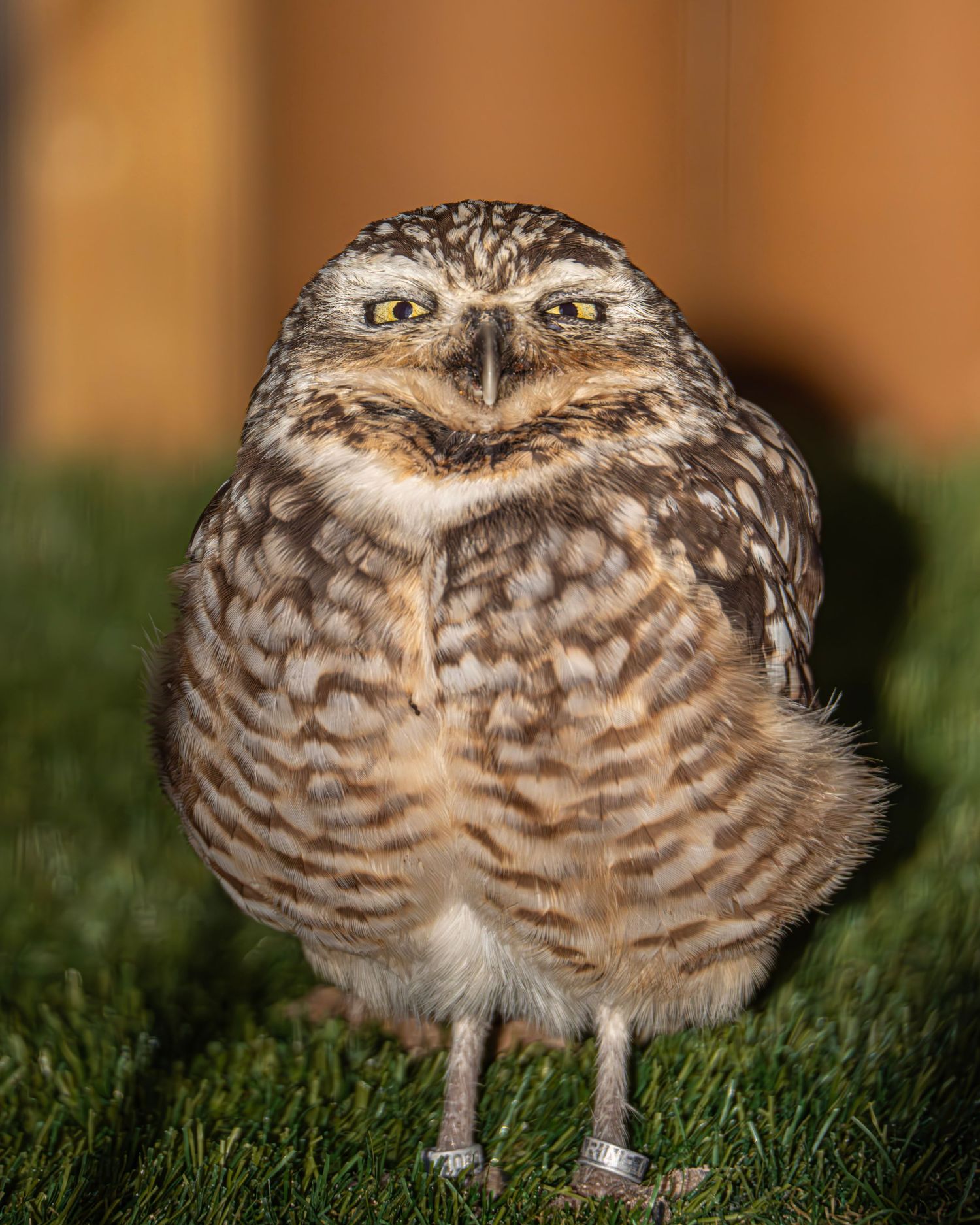 Burrowing owl with speckled brown plumage standing on green grass smiling. Photo Taken by AJCoatesPhotography