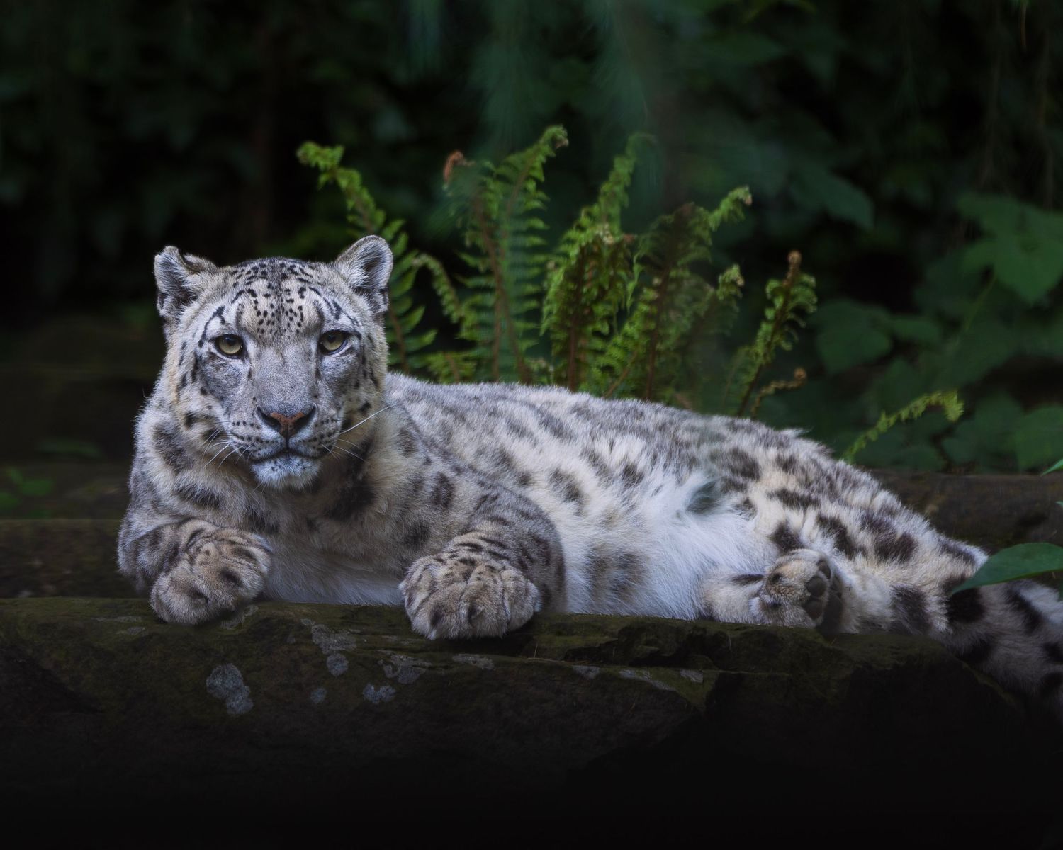 A snow leopard rests on a mossy rock surrounded by ferns in a dark, lush natural habitat. Photo Taken by AJCoatesPhotography