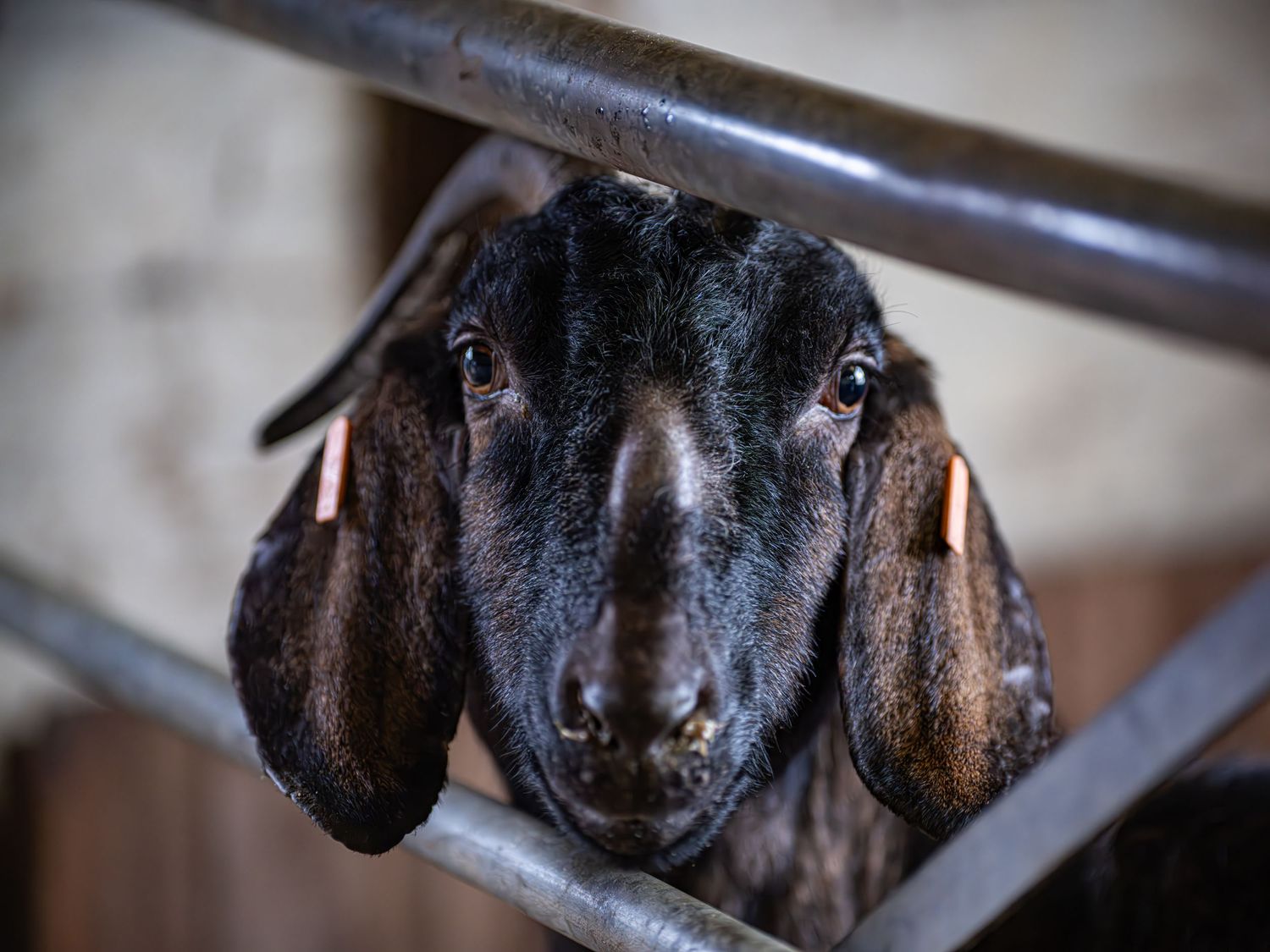 A black Nubian goat peers through metal fence bars with long drooping ears and soulful dark eyes. Taken by AJCoatesPhotography