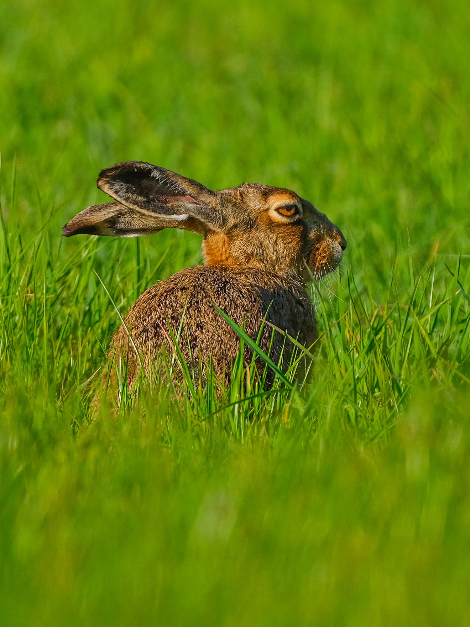 A brown European hare sits alert in a field of bright green grass with long ears raised. Taken by AJCoatesPhotography