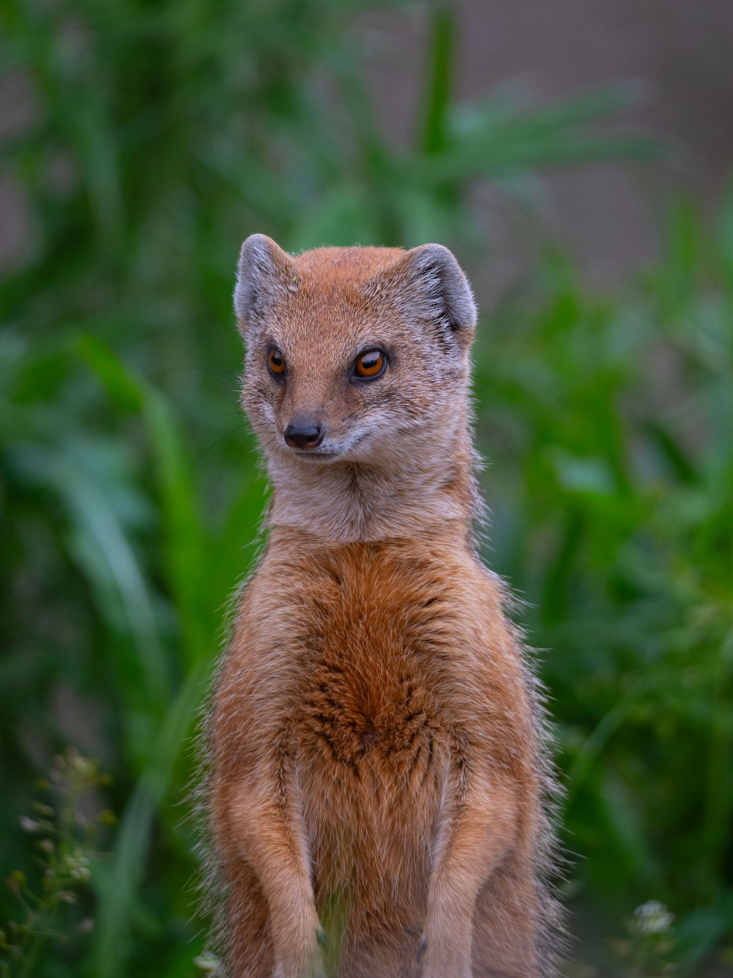 Cute yellow mongoose standing upright on hind legs in green grass background. Photo Taken by AJCoatesPhotography