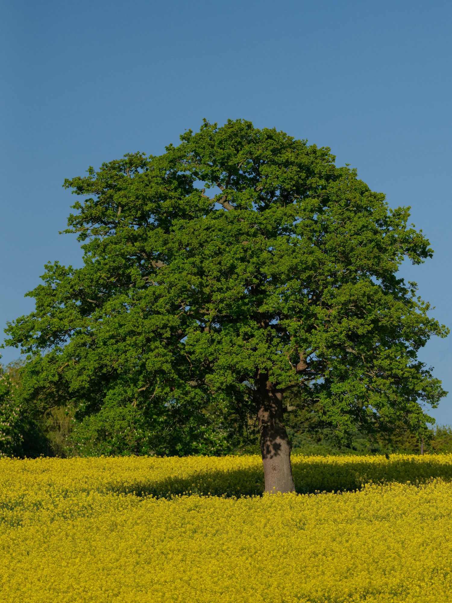 Majestic oak tree standing tall in vibrant yellow rapeseed field under blue sky. Photo Taken by AJCoatesPhotography