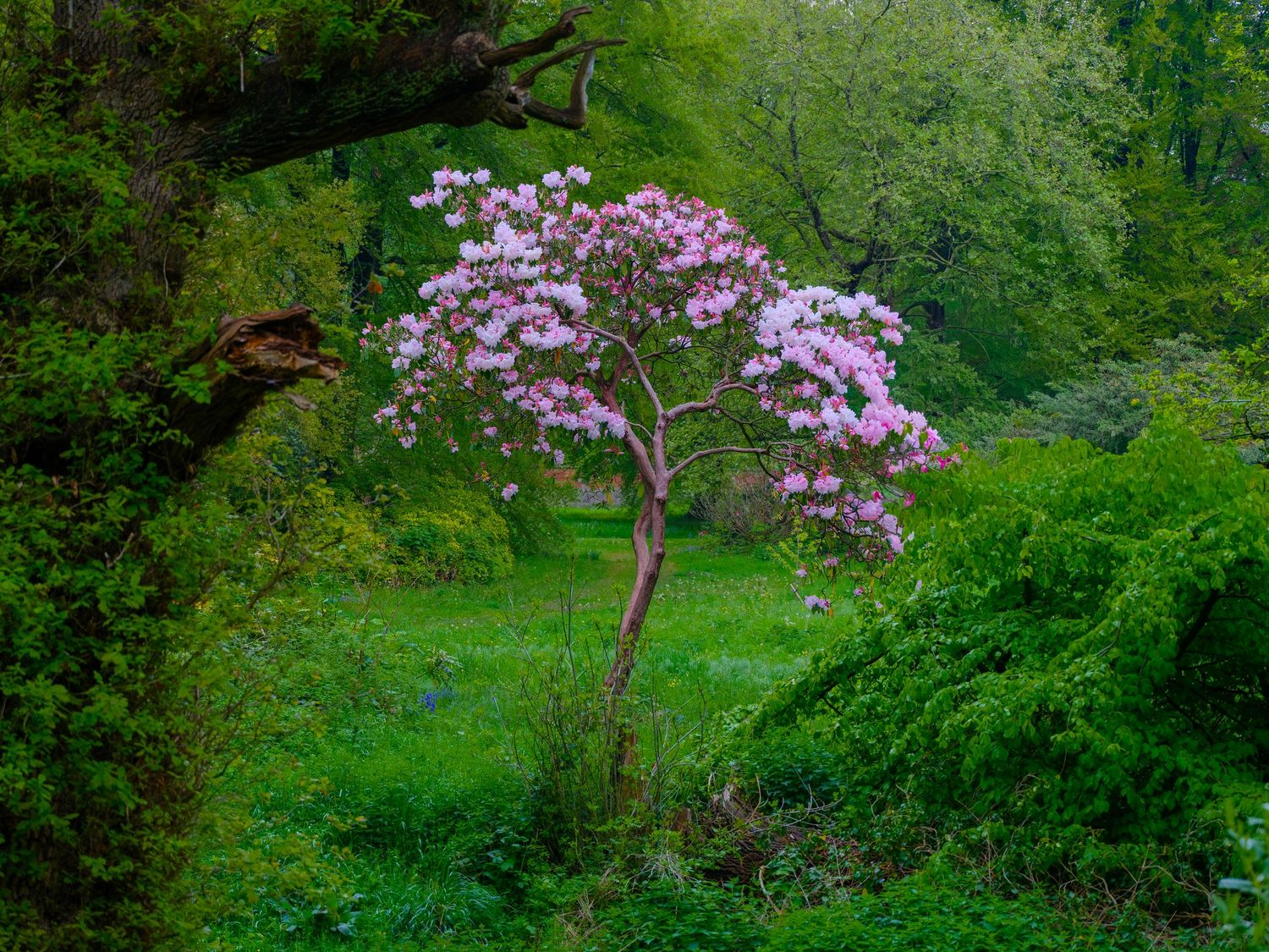 A solitary pink flowering tree stands in a lush green meadow surrounded by dense forest. Taken by AJCoatesPhotography