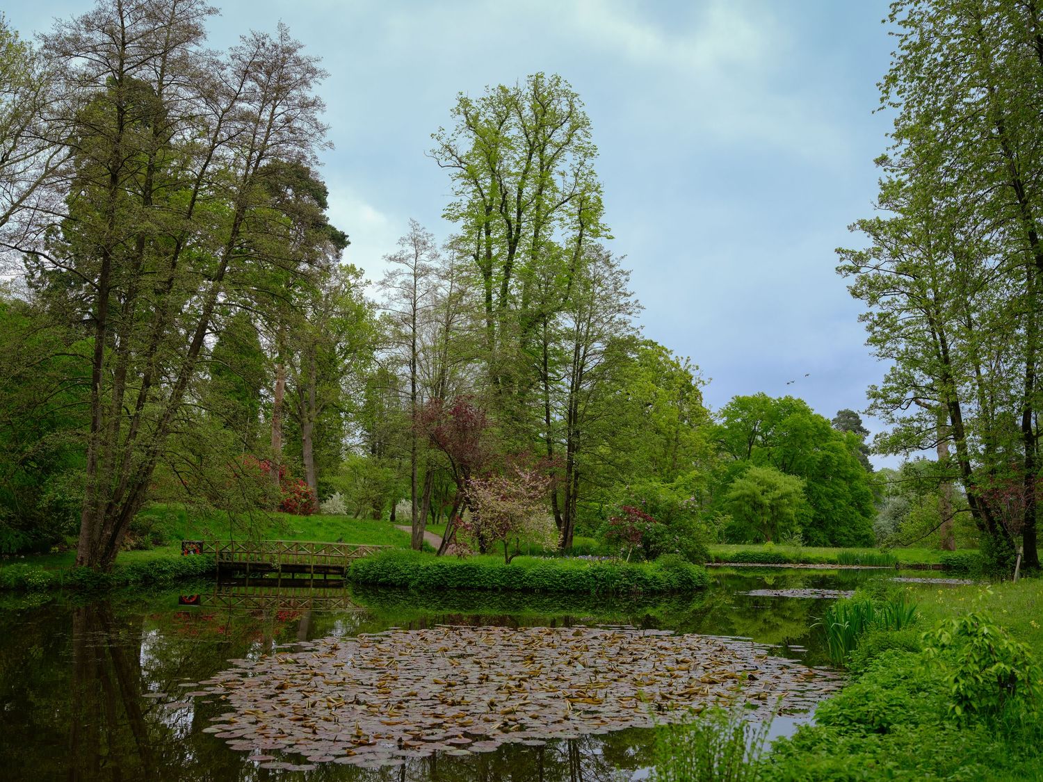 A tranquil park pond covered with lily pads surrounded by tall deciduous trees in spring. Taken by AJCoatesPhotography