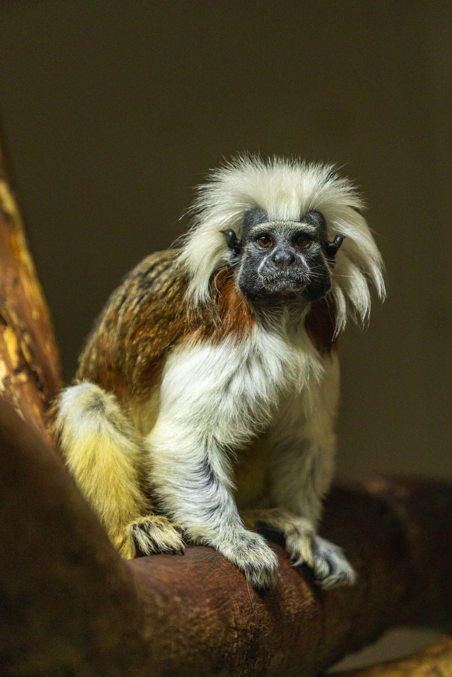 Cotton-top tamarin monkey with distinctive white crest fur sitting on branch in natural habitat. Taken by AJCoatesPhotography