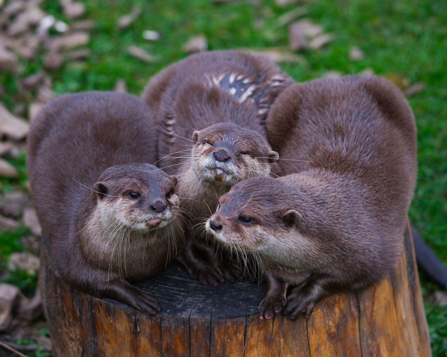 Four adorable river otters huddle together on a wooden log surrounded by green grass. Photo Taken by AJCoatesPhotography