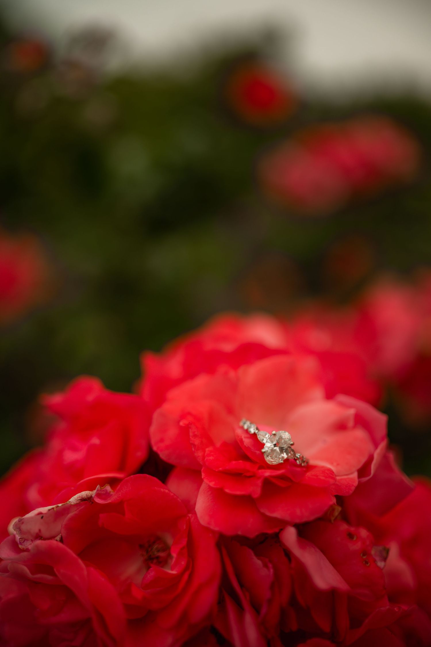 Diamond engagement ring resting on vibrant red roses in a lush garden setting.