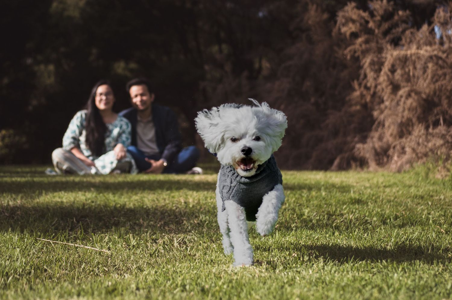 A fluffy white dog runs on green grass while a couple sits together in the blurred background of a sunny park.