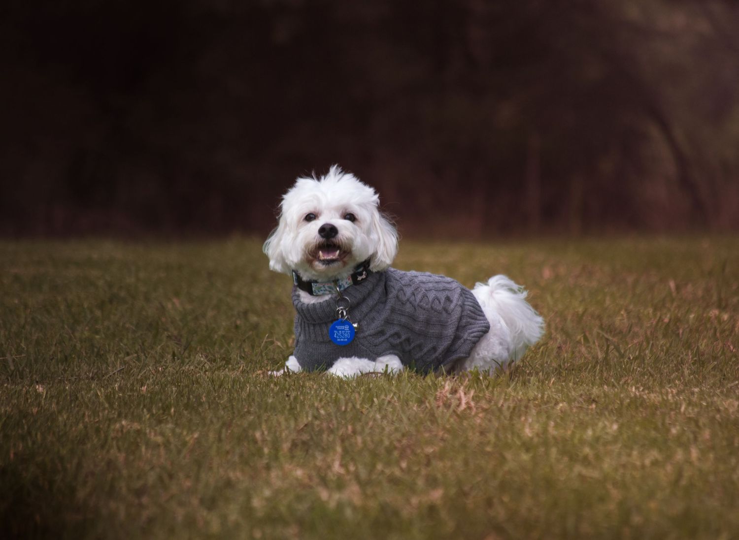 A fluffy white Maltese dog wearing a gray knit sweater and blue tag sits on green grass outdoors.