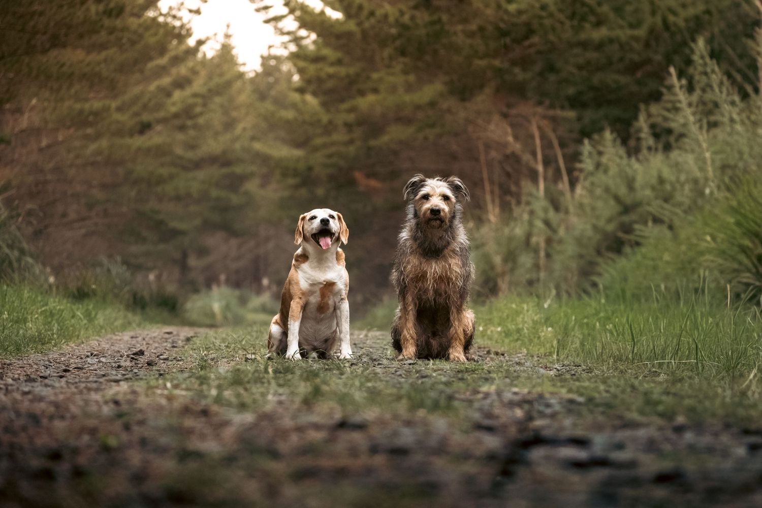 Two dogs sitting side by side on a dirt path surrounded by lush green trees in a serene forest setting.