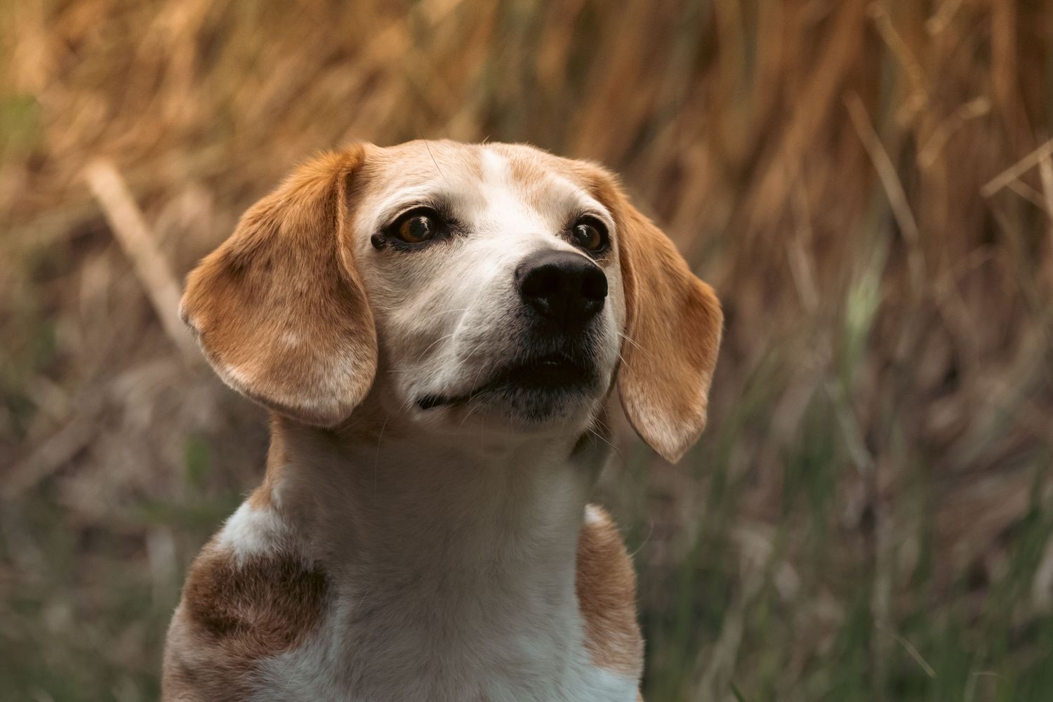 A beagle dog sitting outdoors with a golden brown grass field background, looking alert and curious.