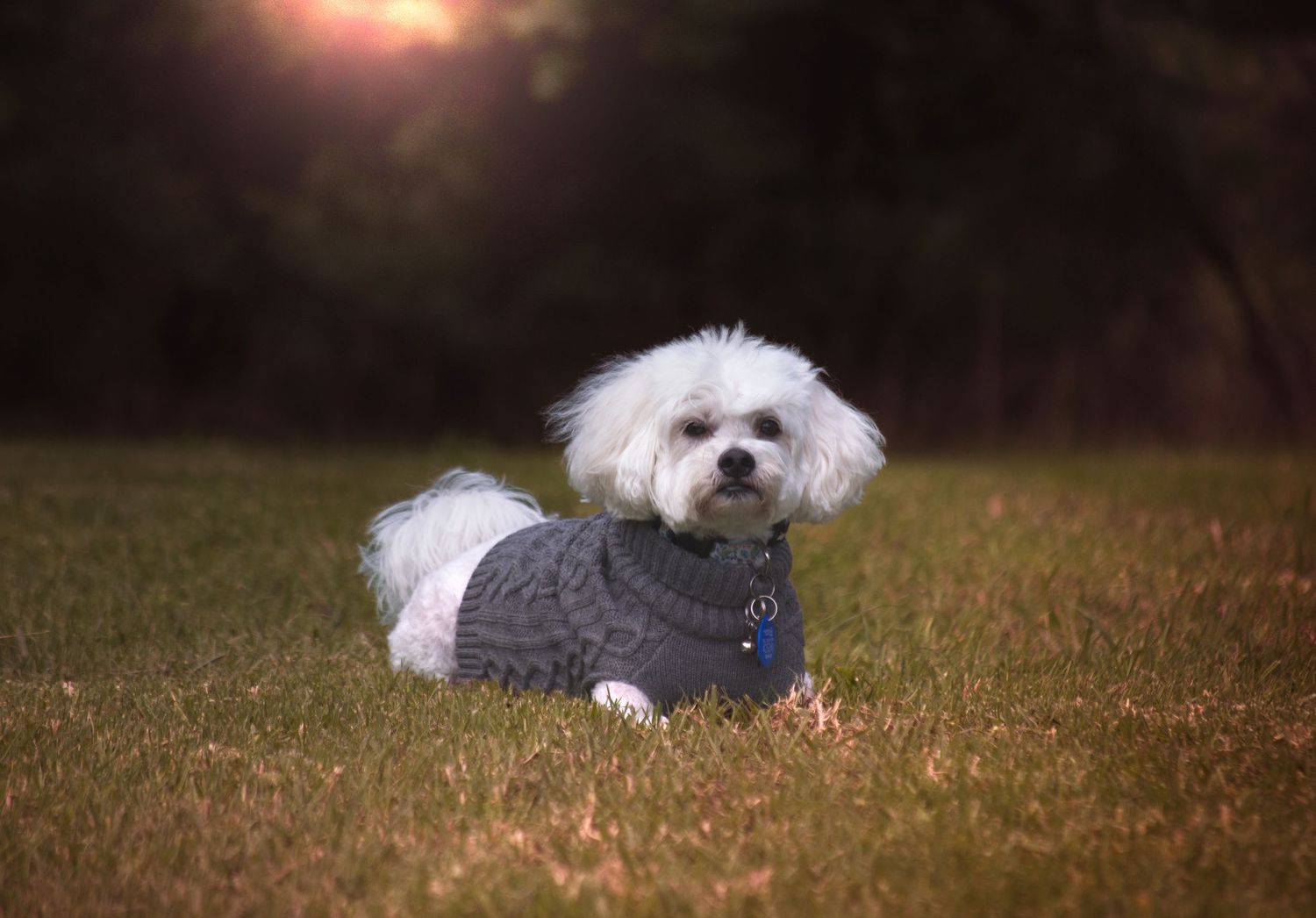 A fluffy white Maltese dog wearing a gray knit sweater sits on green grass in a sunlit park.