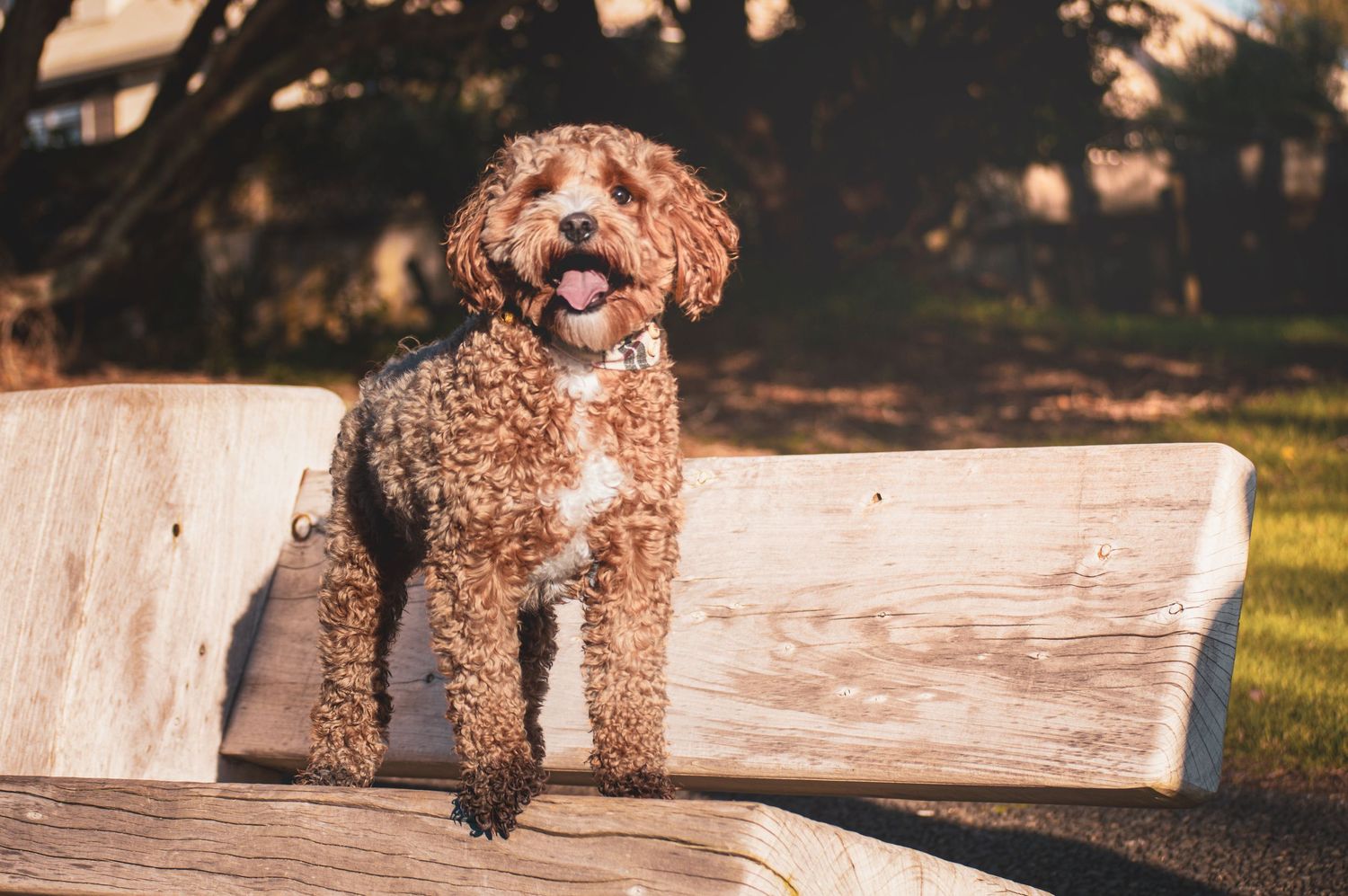 A fluffy brown Cavapoo dog stands on a rustic wooden bench outdoors, tongue out, in warm sunlight.