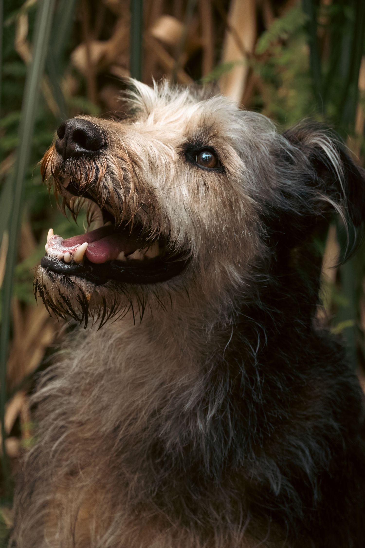 Scruffy gray terrier dog with mouth open and tongue out, sitting outdoors among green and brown reeds.