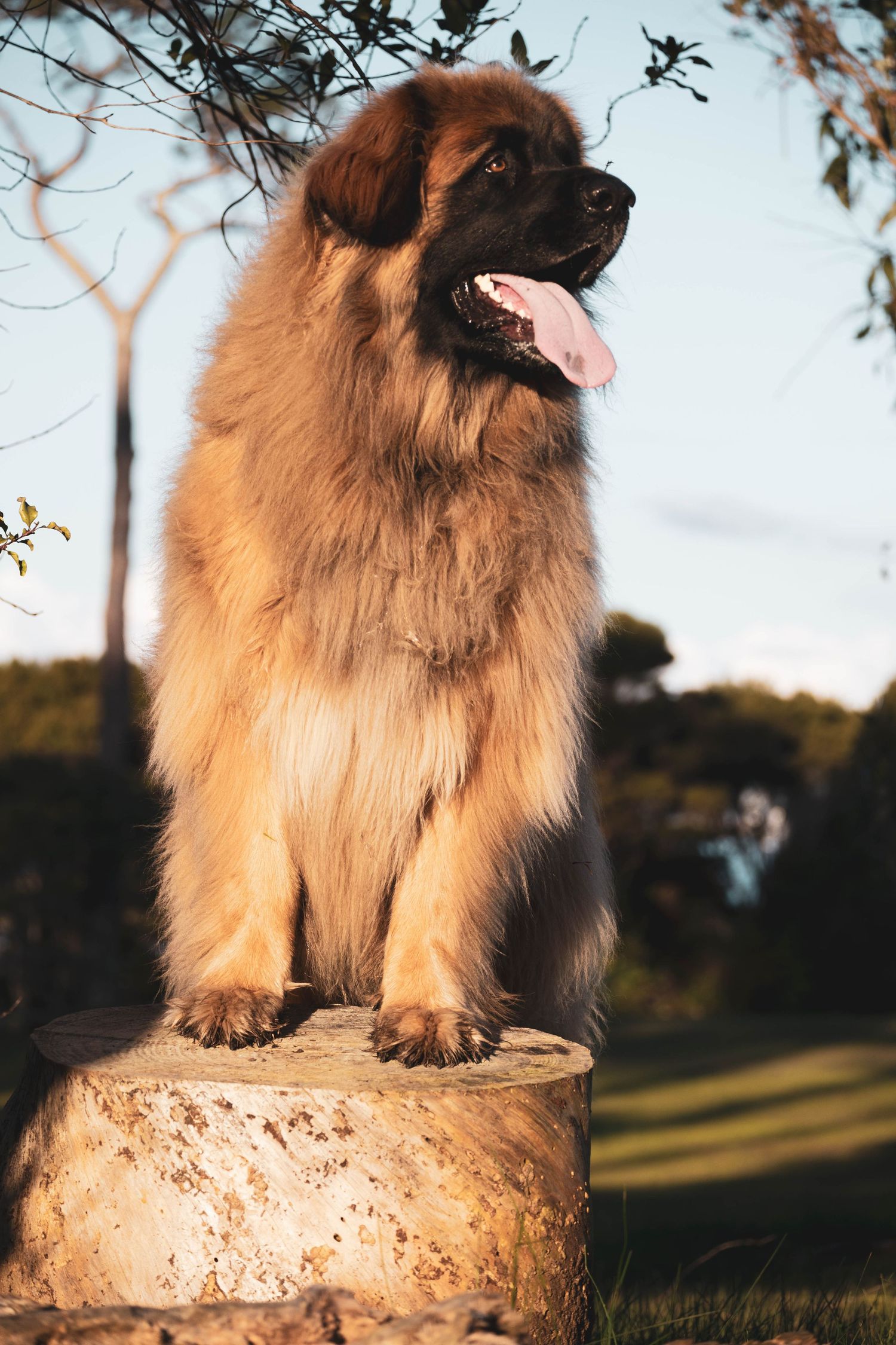 A fluffy Leonberger dog sits majestically on a stone pedestal in a sunlit park, tongue out, with lush greenery behind.
