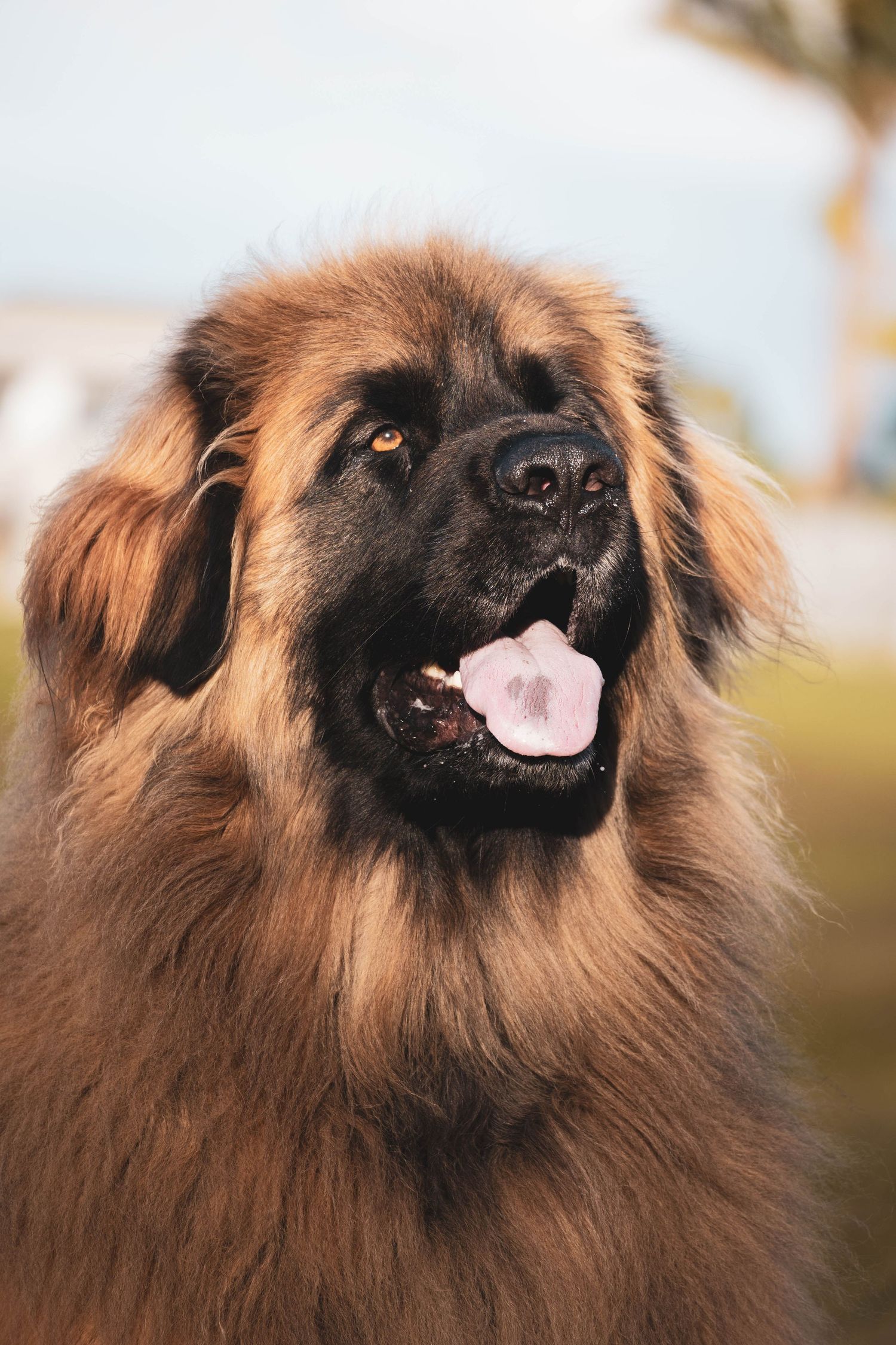 A fluffy Leonberger dog with golden-brown fur and black mask sits outdoors with mouth open and tongue visible.