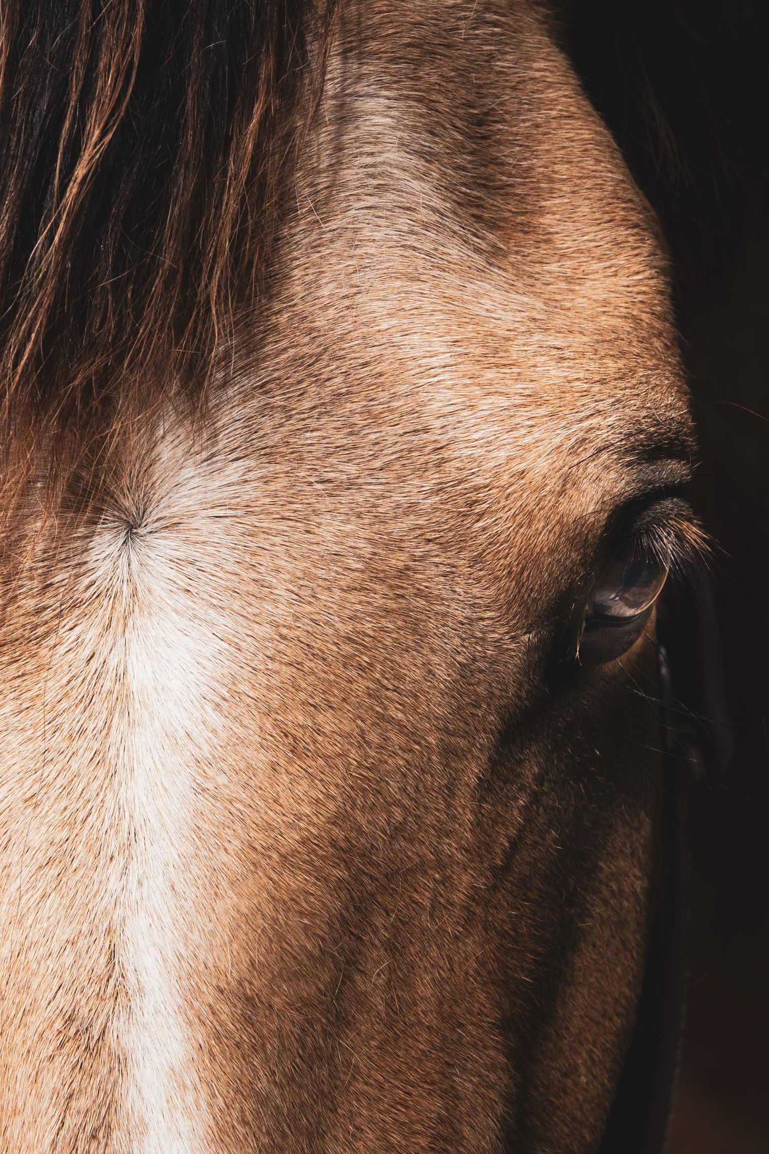 Close-up portrait of a brown horse eye and face with chestnut coat and dark mane in natural light.