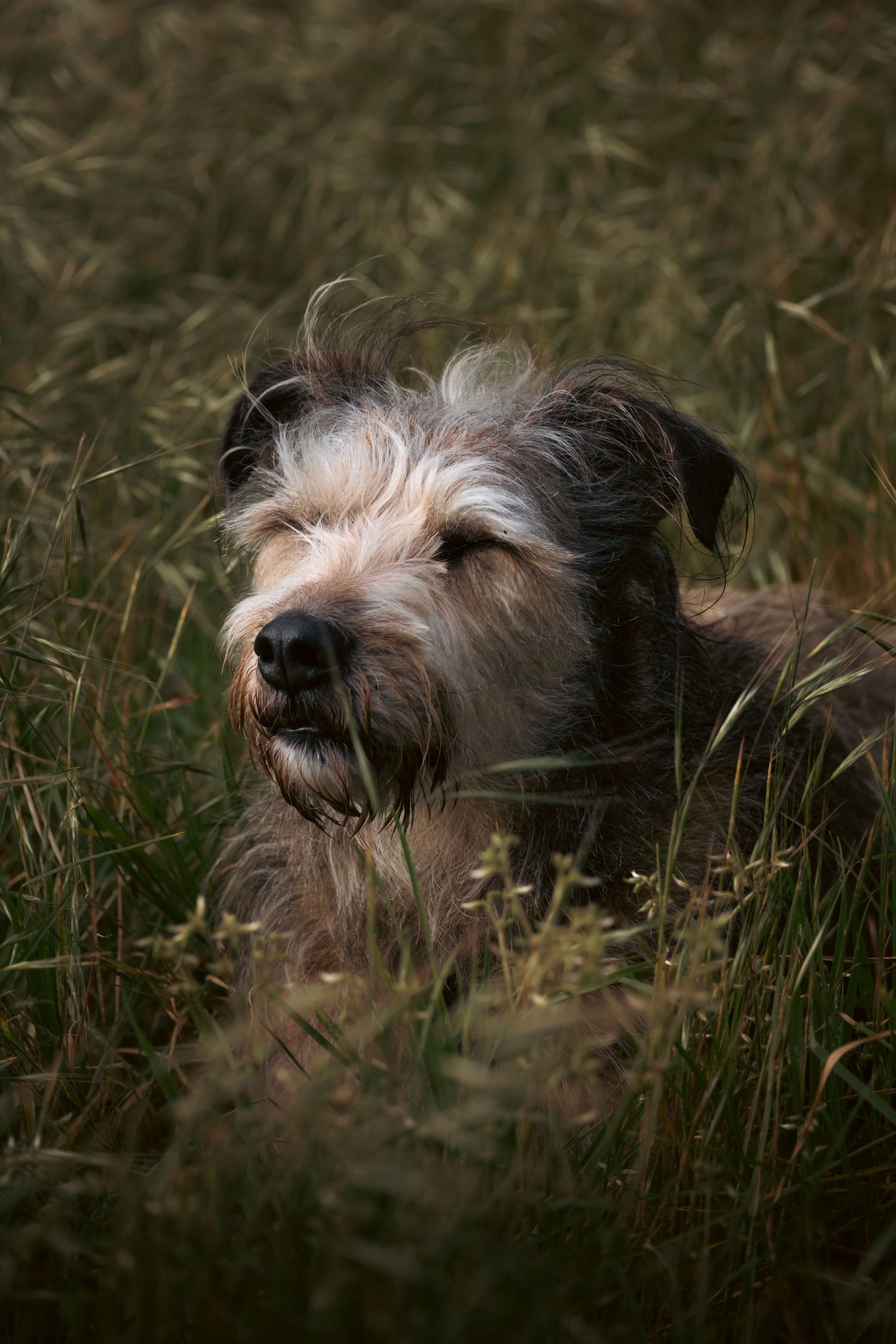 Scruffy terrier mix dog resting in tall green grass field, looking up with windswept fur in natural outdoor setting.
