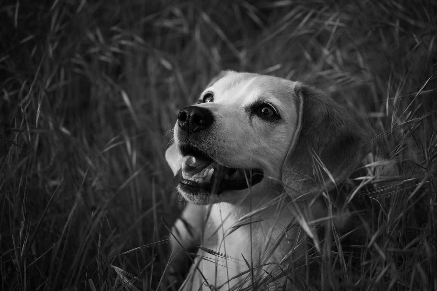 Black and white photo of a happy Labrador Retriever sitting in tall grass with mouth open.