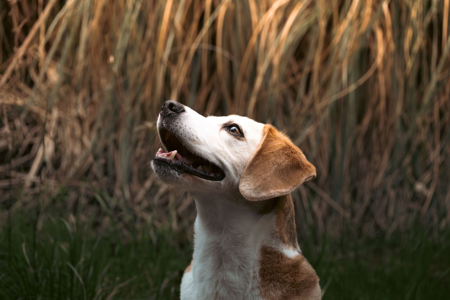 A white and brown beagle dog looking up with mouth open, sitting in front of tall golden grass outdoors.