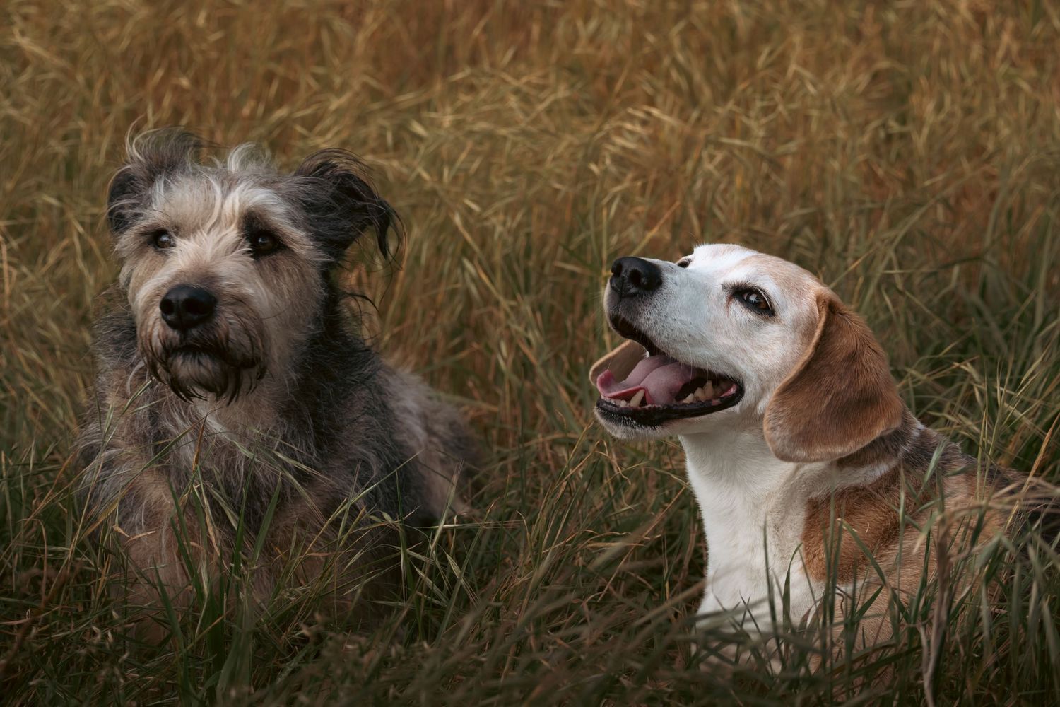 Two dogs, a scruffy gray terrier and a happy beagle, sit together in tall golden grass outdoors.