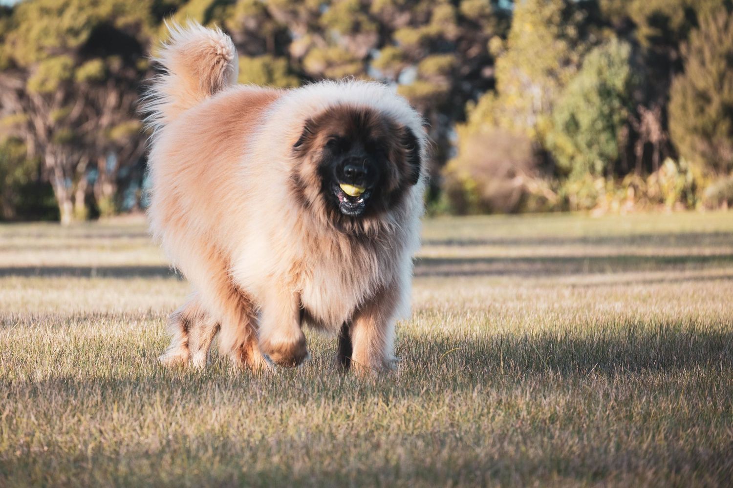 Fluffy Caucasian Shepherd dog holding a ball in its mouth while standing on green grass in a park.