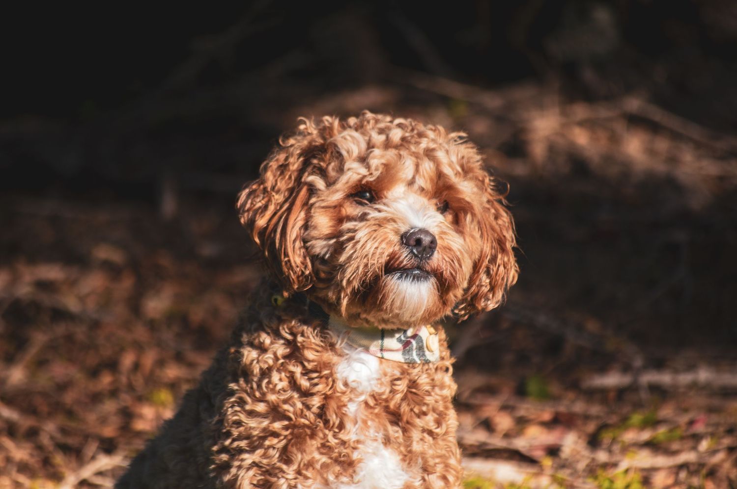 A fluffy brown Cavapoo puppy with curly fur sits outdoors in a sunlit forest, wearing a small collar.