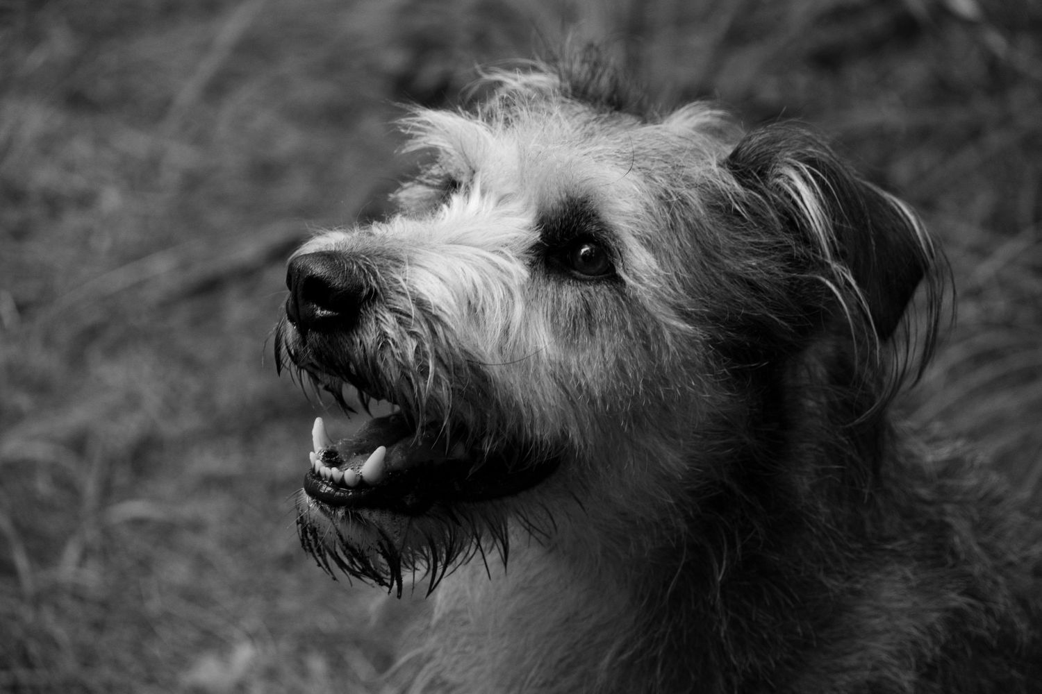 Black and white portrait of a scruffy terrier dog with mouth open, looking alert outdoors.