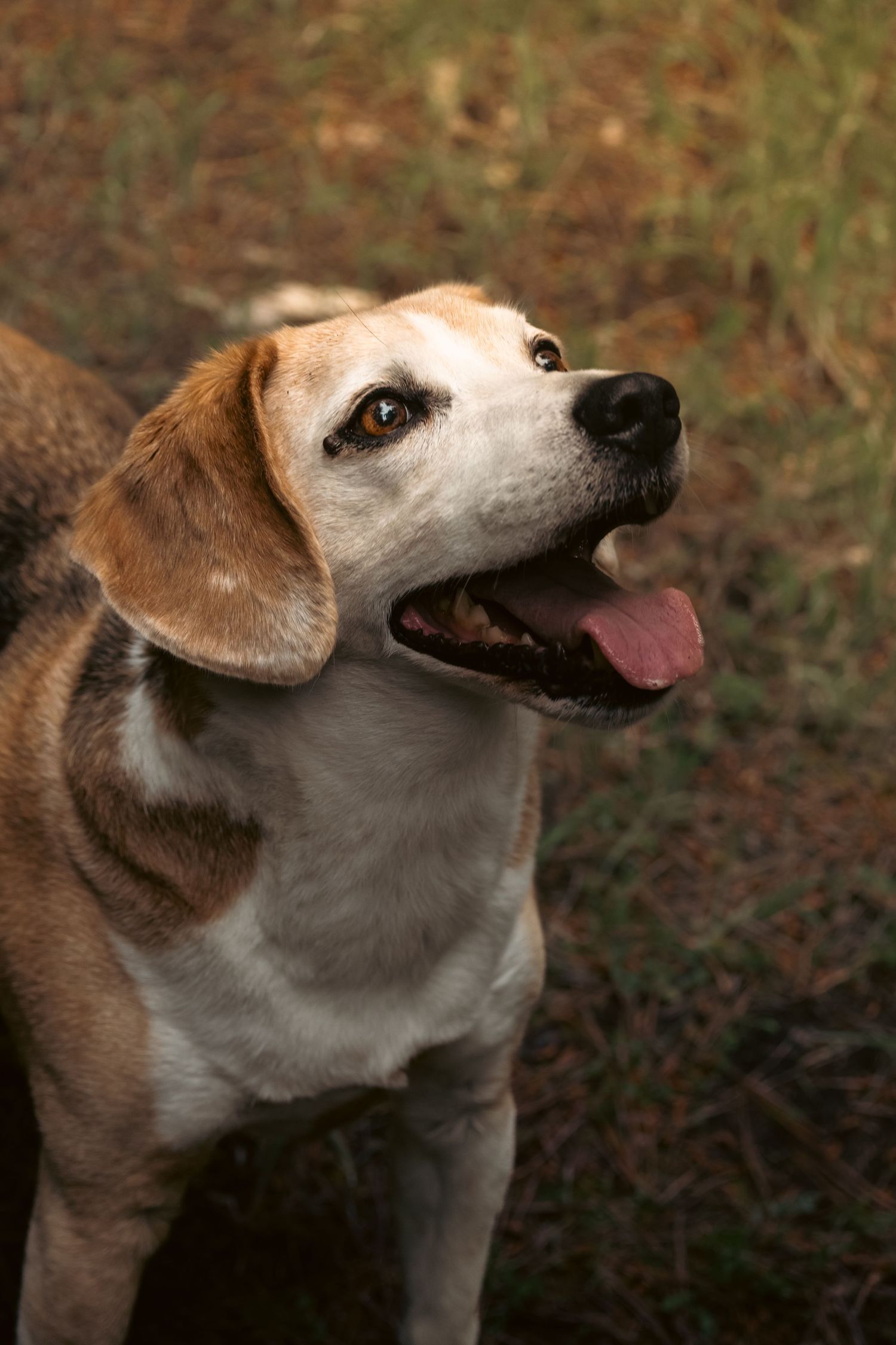 Happy beagle dog with mouth open and tongue out, looking up attentively outdoors in natural setting.