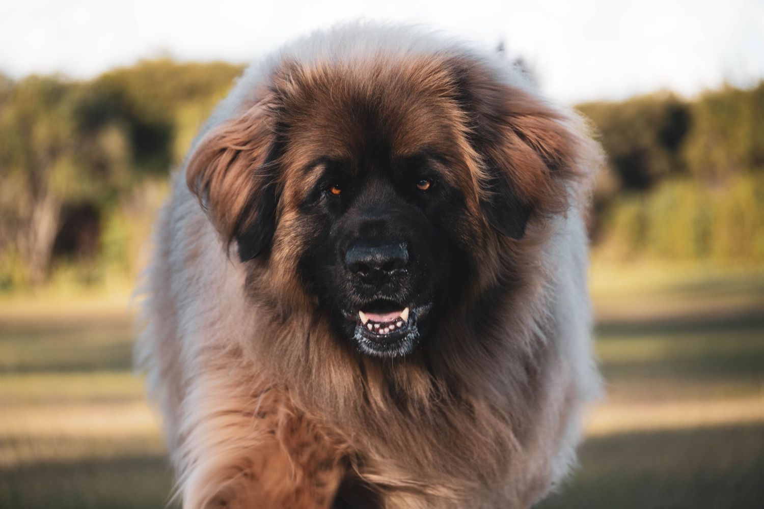 Large fluffy Leonberger dog with thick brown fur standing outdoors, showing teeth in a close-up portrait photo.