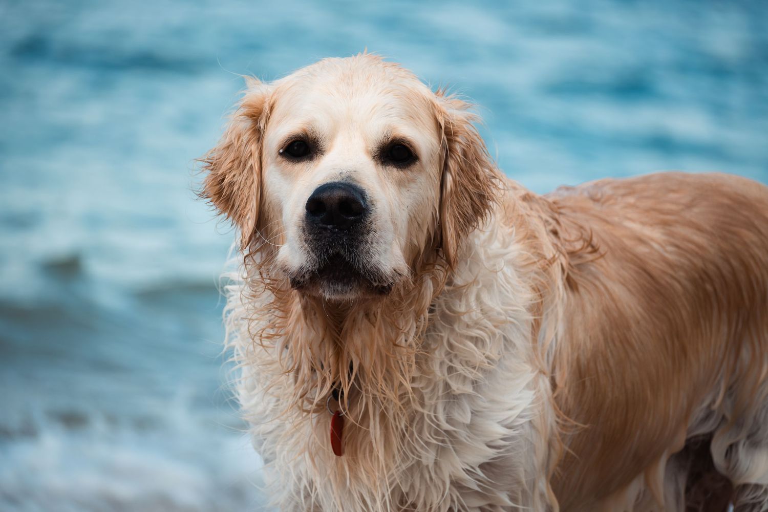 Wet golden retriever dog standing near ocean water, with damp fur and a calm expression on a beach.