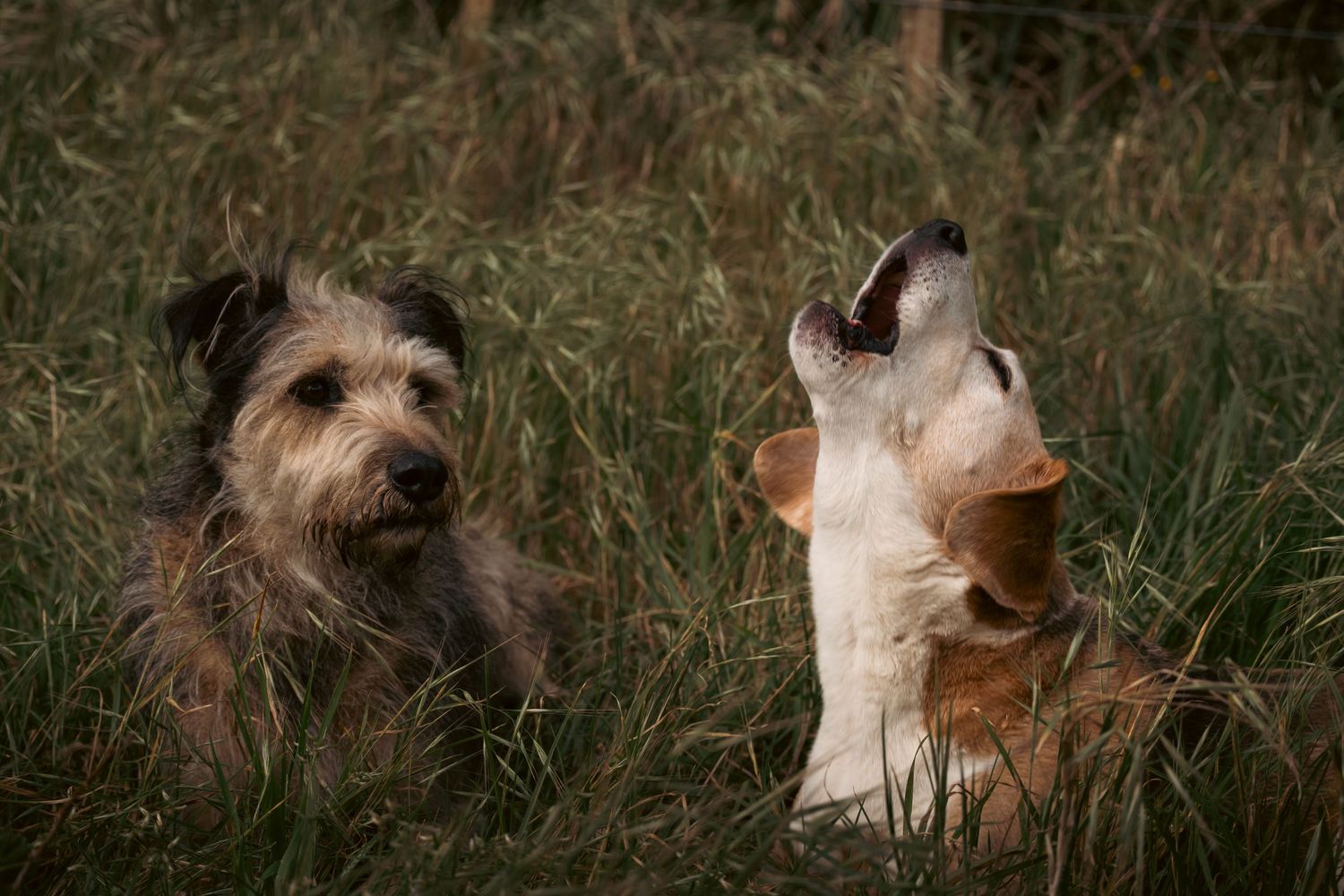 Two dogs sitting in tall green grass, one shaggy terrier and one howling white and brown dog.
