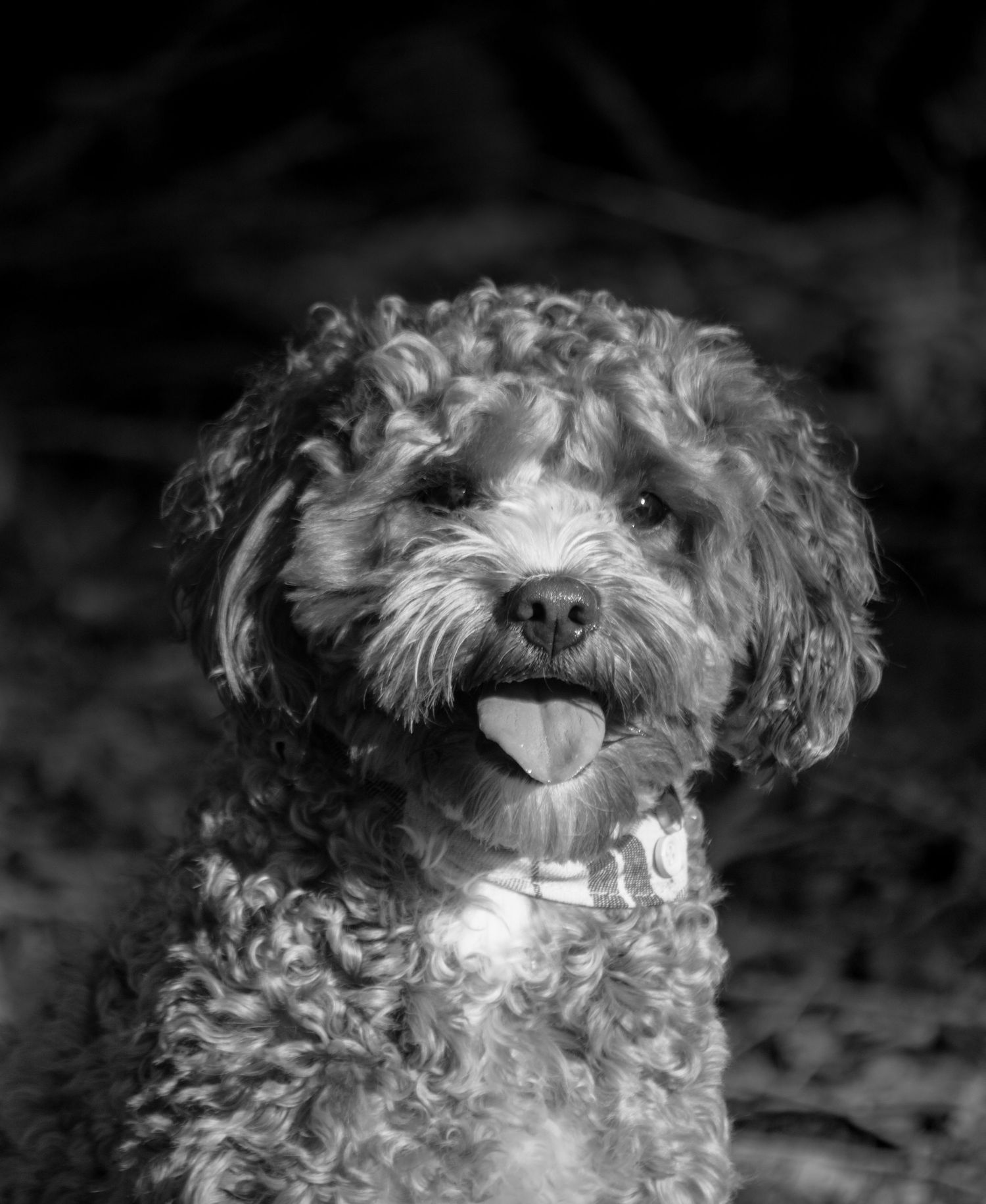 Black and white portrait of a curly-haired Labradoodle dog with tongue out, sitting outdoors.