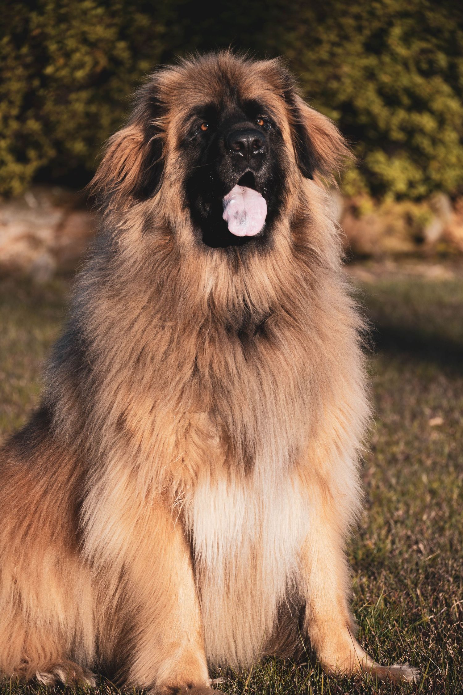 A large fluffy Leonberger dog sitting on grass with tongue out, surrounded by green foliage in natural light.