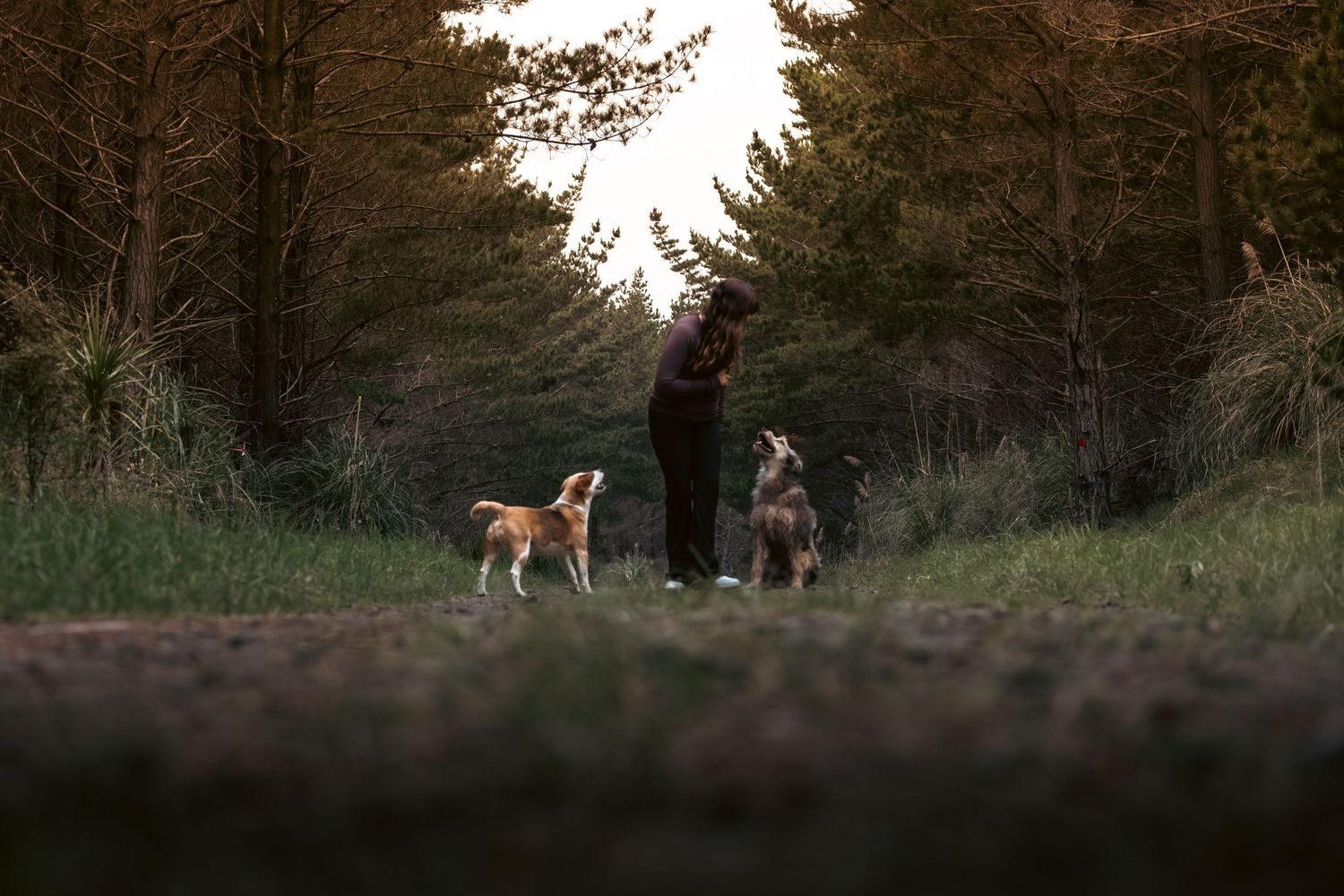 Person walking two dogs on a forest path at dusk, surrounded by tall trees in a serene outdoor setting.
