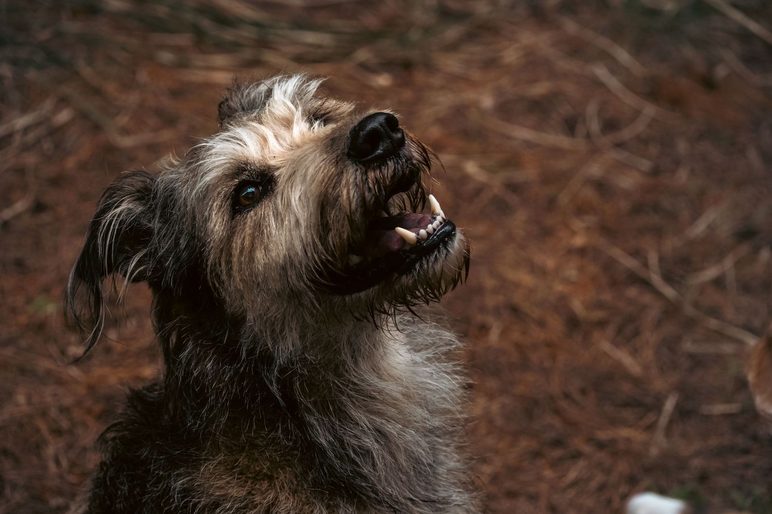 A scruffy gray terrier dog looking up with mouth open, photographed against a dark brown forest floor background.