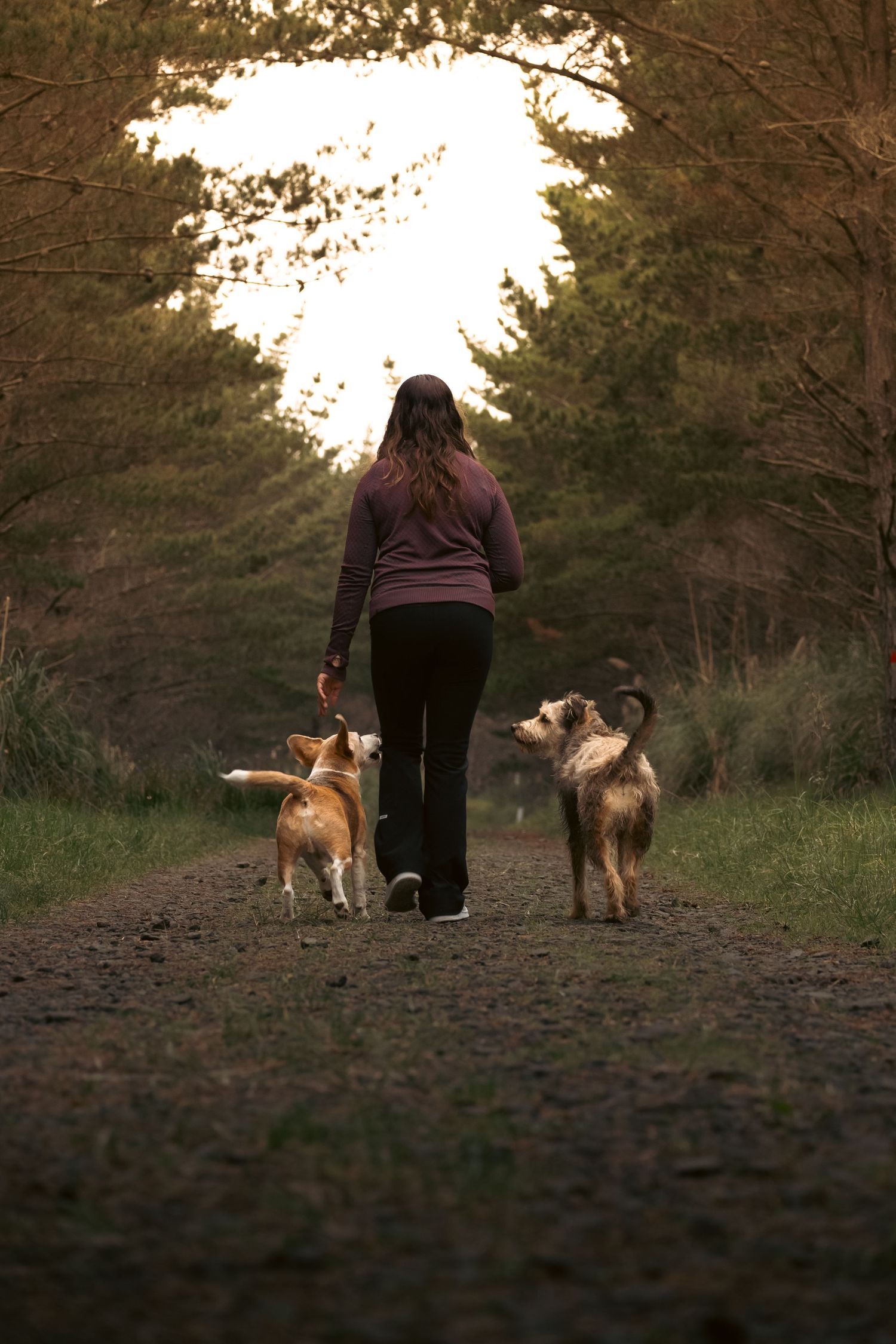 Woman walking two dogs on a woodland path at dusk, surrounded by tall trees with golden light filtering through.