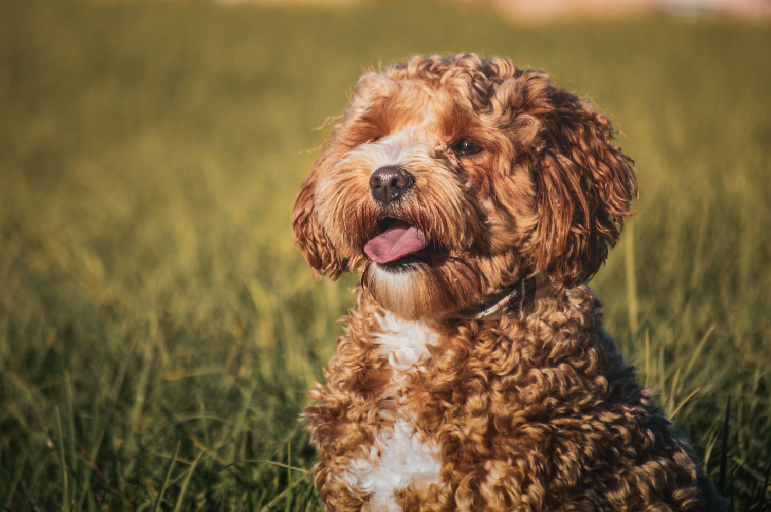 A fluffy brown Cavapoo dog sitting in green grass with tongue out, enjoying a sunny day outdoors.