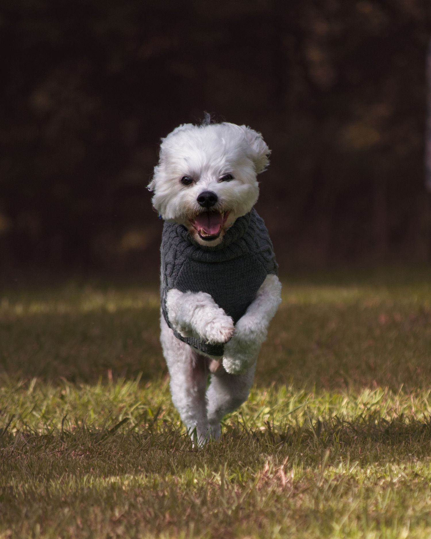 A fluffy white Maltese dog wearing a gray sweater joyfully runs across a green grassy field.