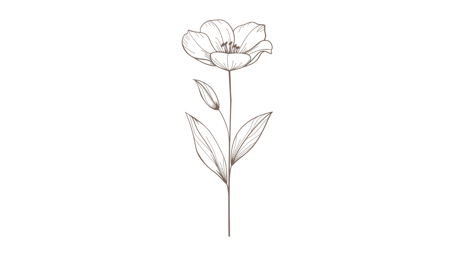 Minimalist line drawing of a single flower with petals, leaves, and a long stem in delicate black ink on white.