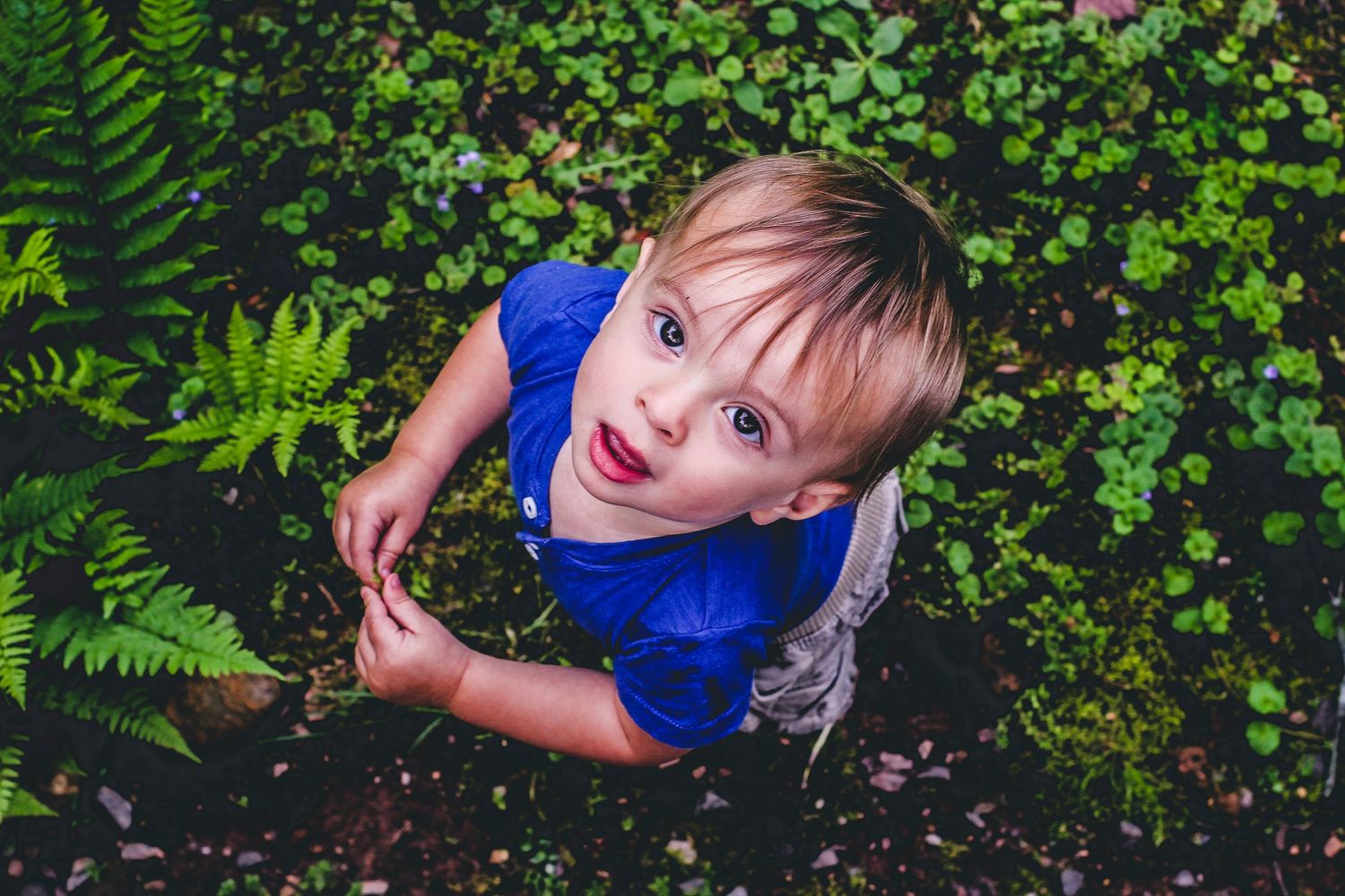 Cute blonde toddler boy in blue shirt looking up at camera surrounded by lush green ferns.