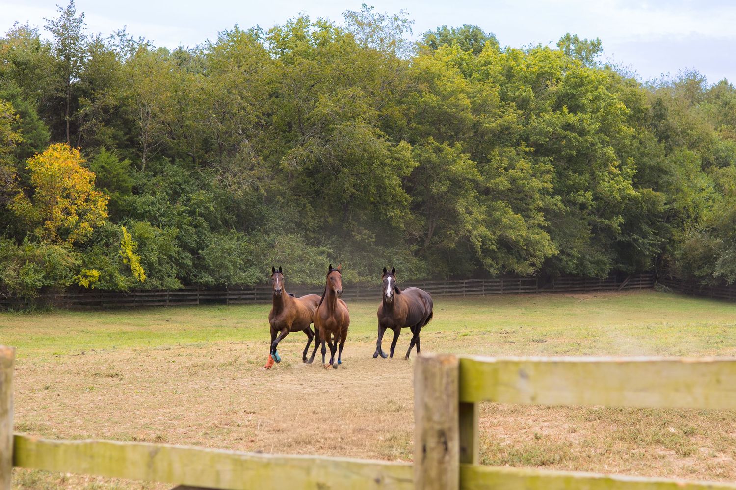 Three bay horses trotting freely in a sandy paddock surrounded by lush green trees.