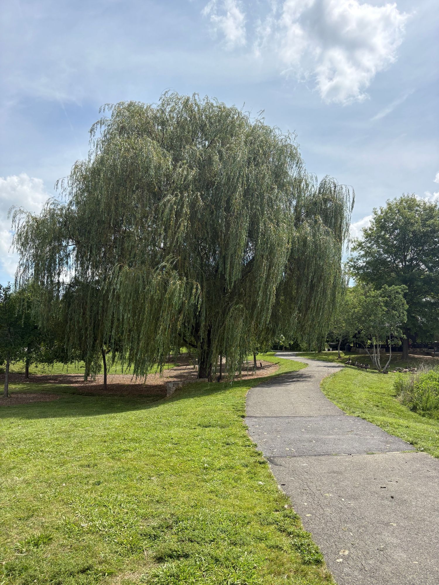 A weeping willow tree beside a paved park pathway surrounded by lush green grass under a partly cloudy sky.