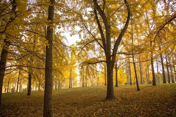Golden autumn forest with tall trees covered in vibrant yellow leaves and a carpet of fallen foliage on the ground.