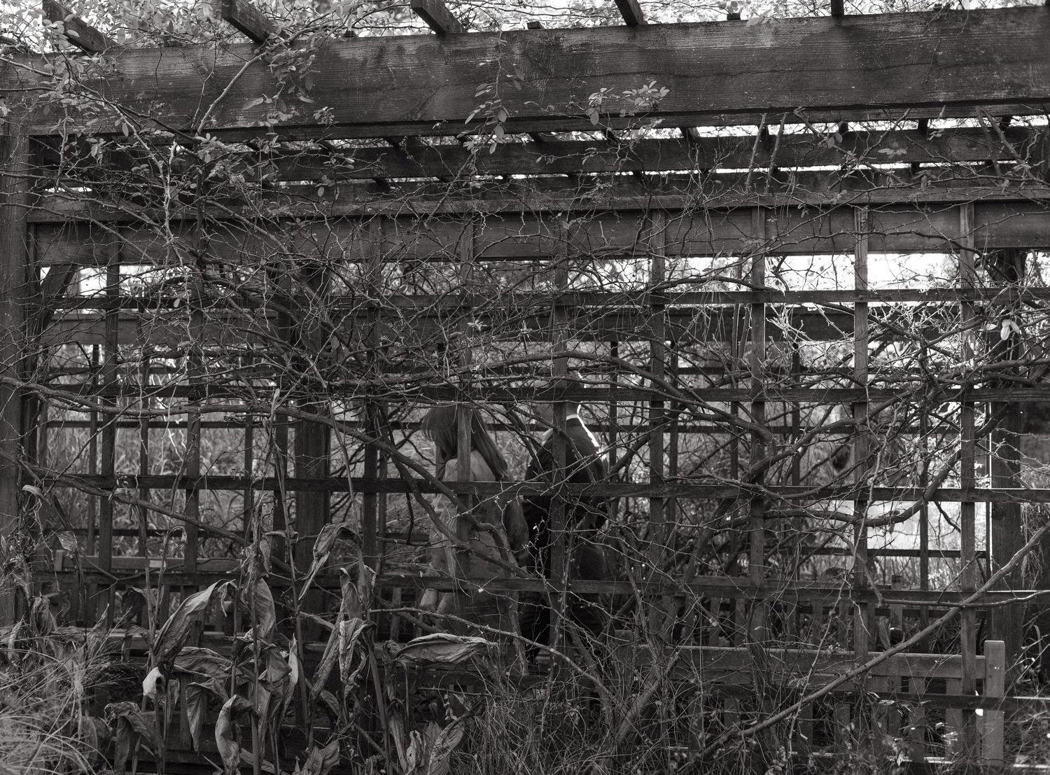 Black and white photo of a couple partially visible through an overgrown garden trellis.