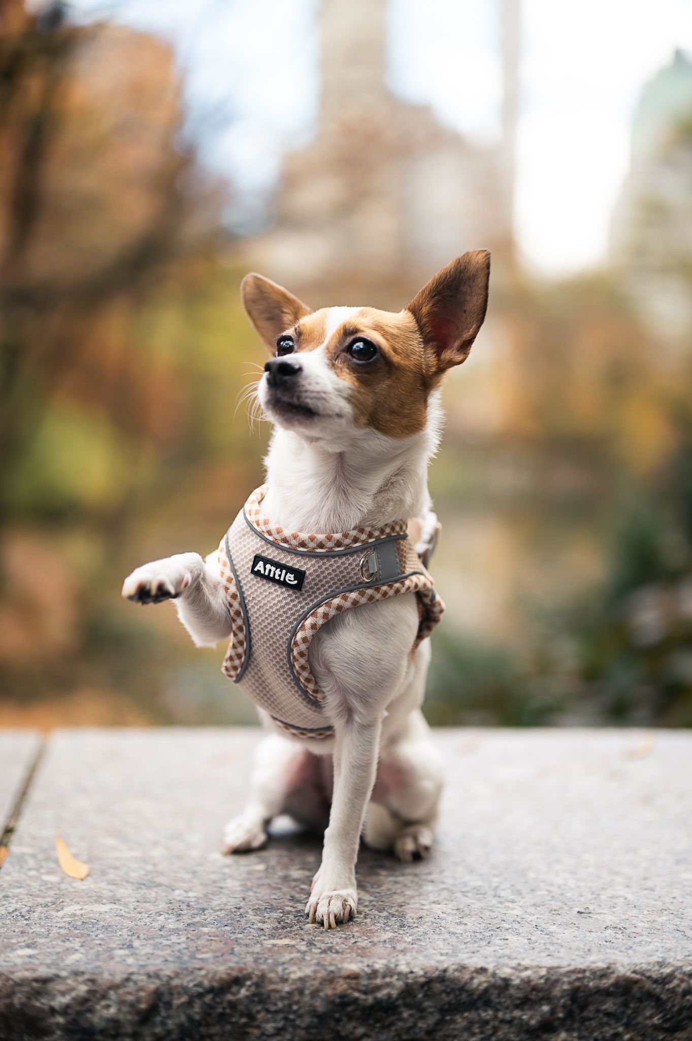 pet portrait