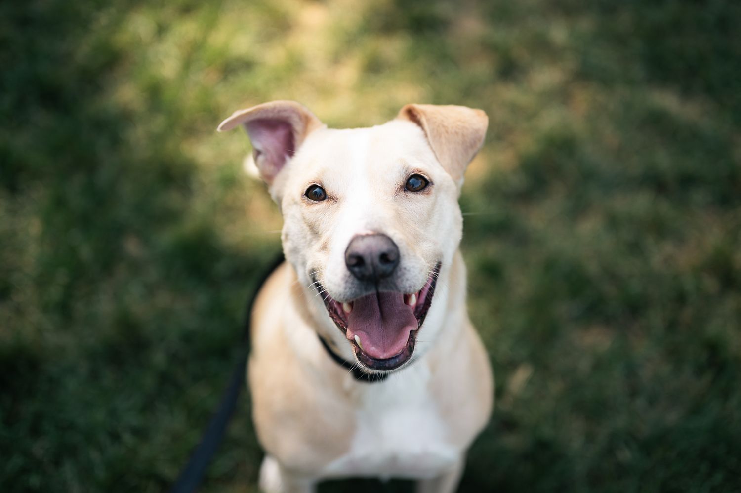 pet portrait