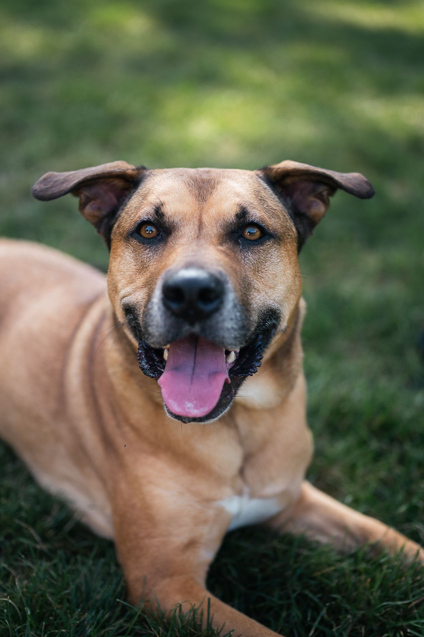 pet portrait