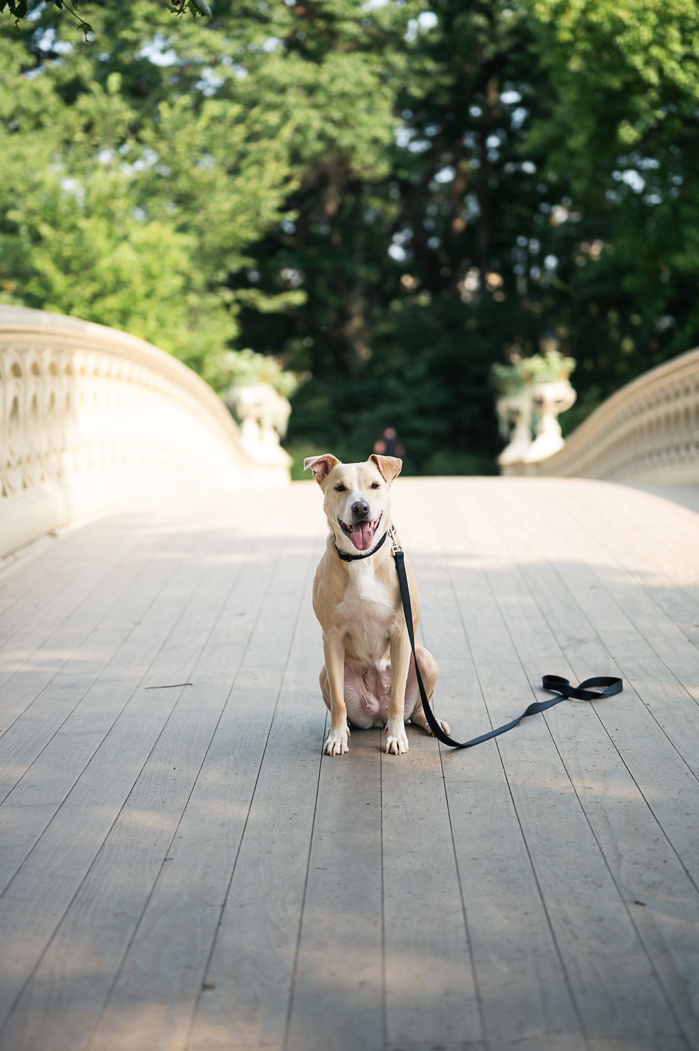 pet portrait