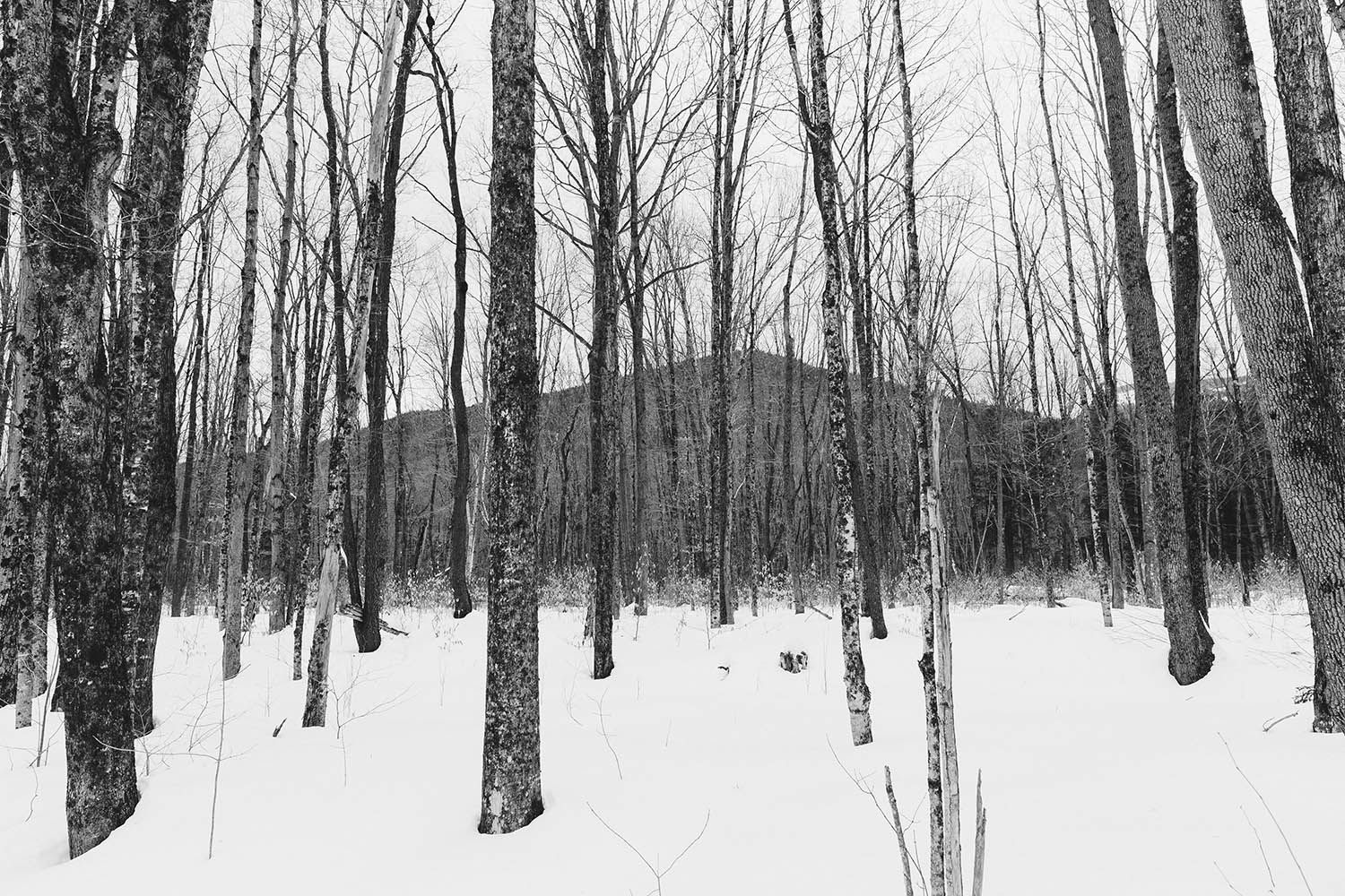 WINTER LANDSCAPE PHOTO IN BLACK AND WHITE OF TREE IN THE SNOW